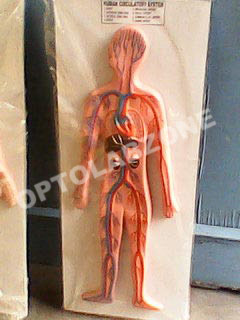 Human Blood Circulatory System
