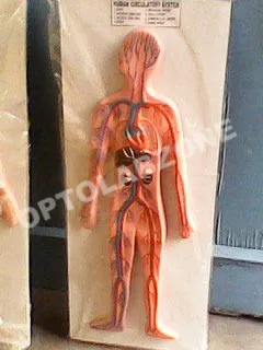 Human Blood Circulatory System