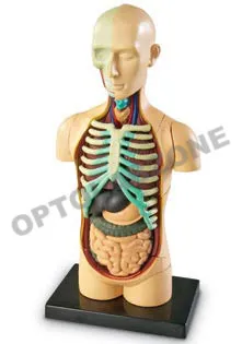 Human Body on Board