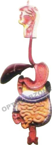 Human Digestive System