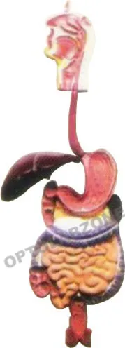 Human Digestive System