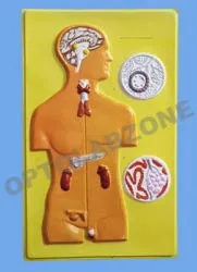 Human Endocrine Gland