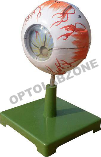 Human Eye Model