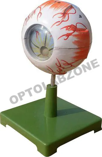 Human Eye Model