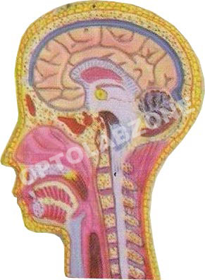 Human Head & Neck