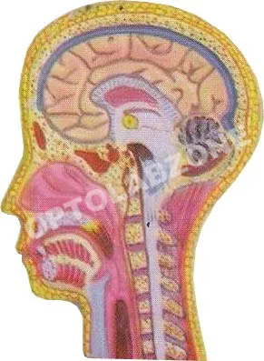 Human Head & Neck
