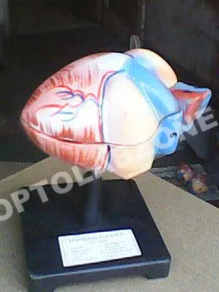 Human Heart with Diaphragm
