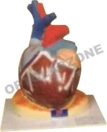 Human Heart