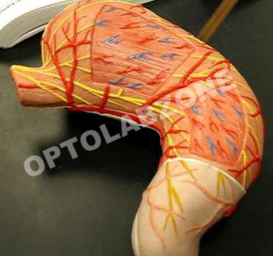 Human Liver