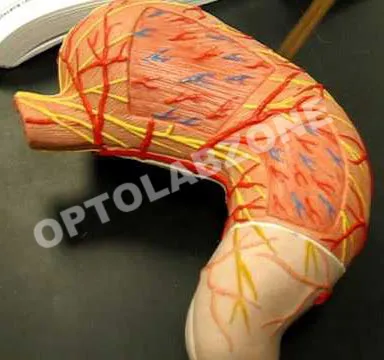 Human Liver