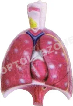 Human Lung with Heart & Larynx & Disphragm