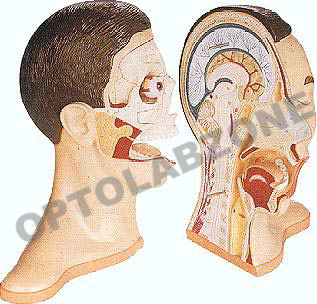 Human Mouth