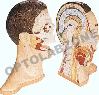 Human Mouth