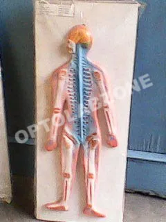 Human Nervous System