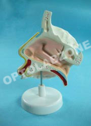 Human Nose