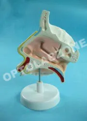Human Nose