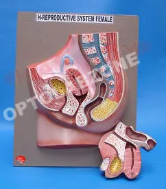 Human Reproductive System Female