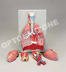 Human Respiratory System