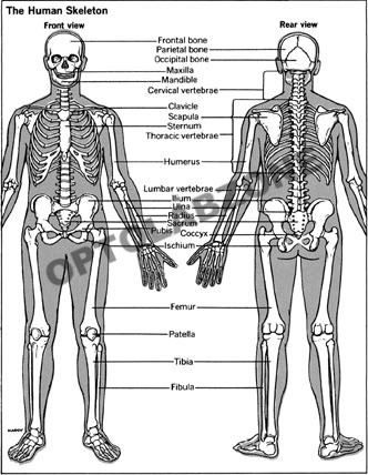 Human Skeletal System