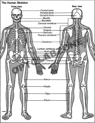 Human Skeletal System