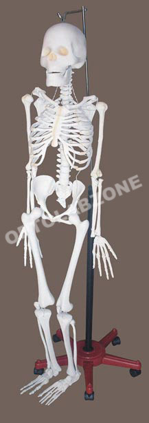 Anatomical Models