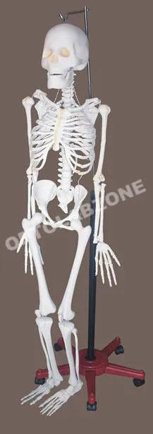 Anatomical Models