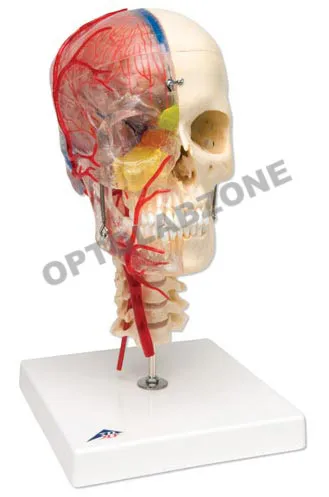 Human Skull with Brain