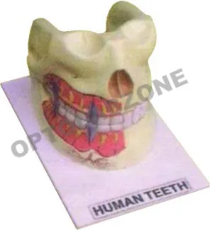 Human Teeth Upper & Lower Jaw