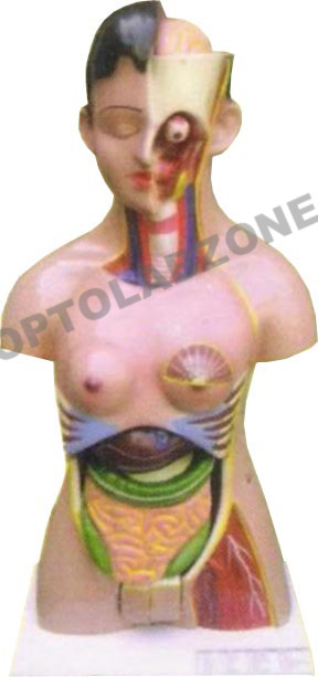 Human Torso Female