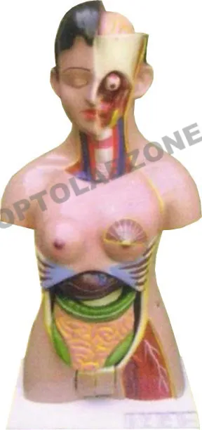 Human Torso Female