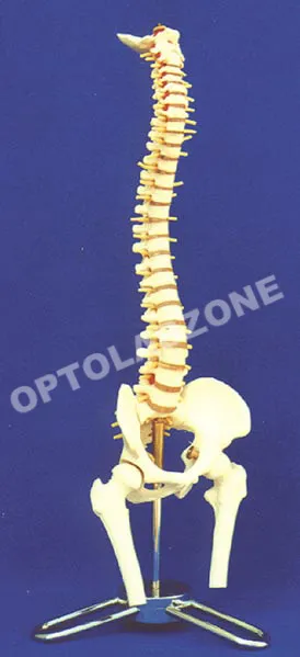 Spinal Cord-v